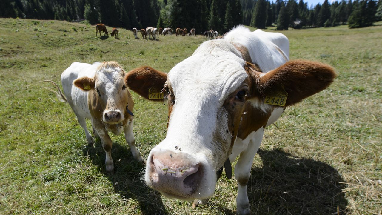 Créalait offre un nouvel écosystème à la filière laitière jurassienne