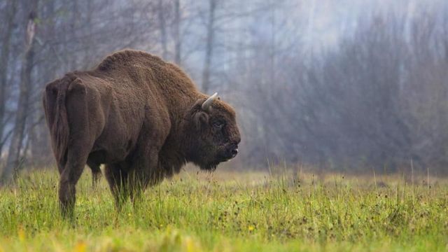 Un bison européen (Bison bonasus). Il y en aurait environ 6300 actuellement en liberté en Europe. [Rafal Kowalczyk - UICN]