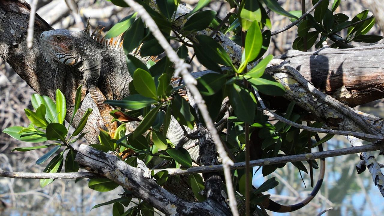 Un iguane dans un arbre à Marathon Island, en Floride. [Ludovic Marin - AFP]