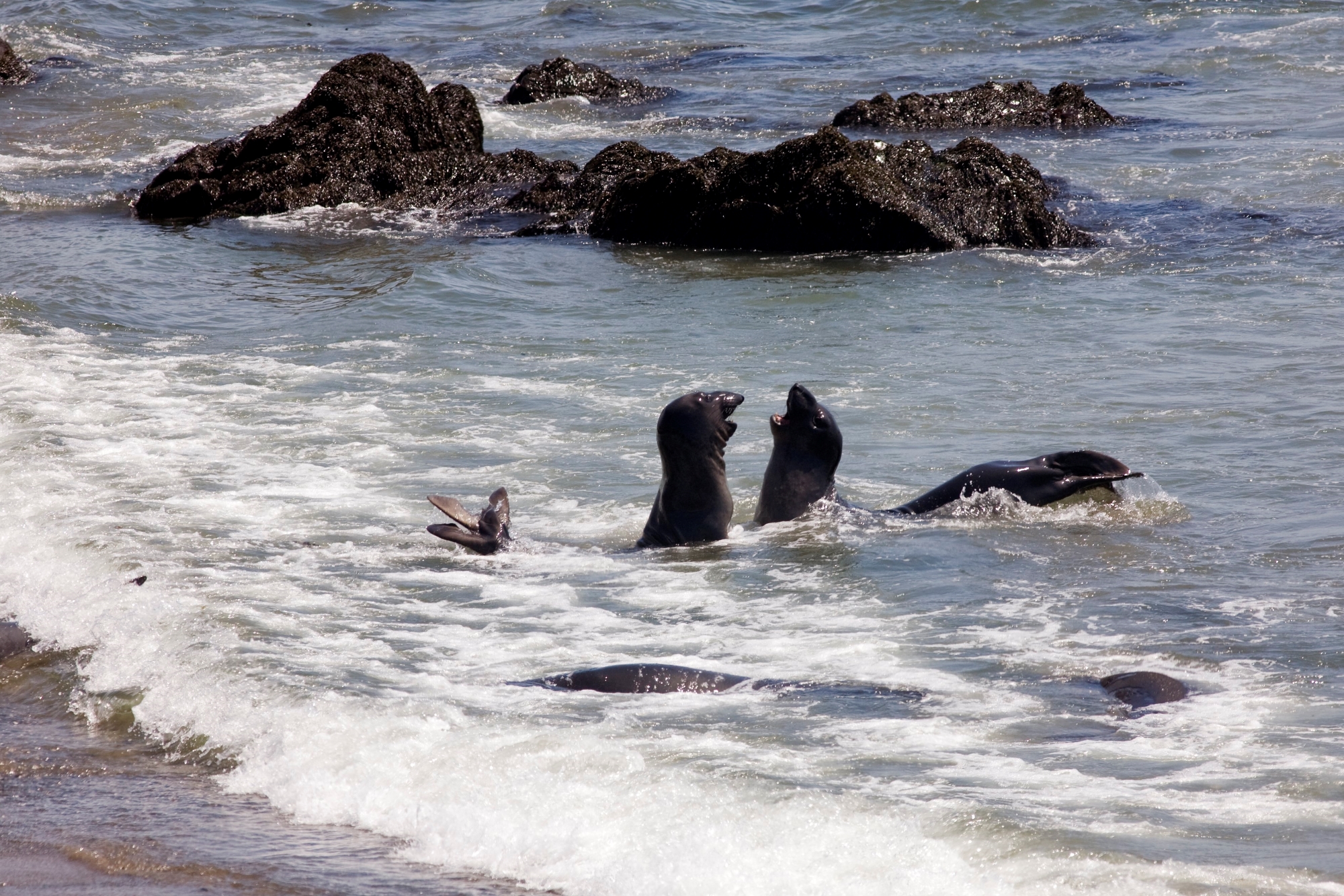 Une colonie d'éléphants de mer de Piedras Blancas en Californie, aux États-Unis.