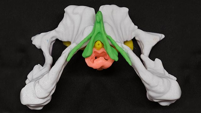 Anatomie sexuelle féminine tel que le montre le kit 3D développé par des scientifiques de l'UNIGE et des HUG.
IMG avec CP Unige
HUG / UNIGE [HUG / UNIGE]