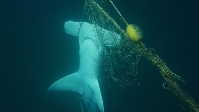 La surpêche a infligé des pertes de plus 70% sur la population de certains requins et raies au cours du dernier demi-siècle. [SEA SHEPHERD AUSTRALIA HANDOUT - KEYSTONE]