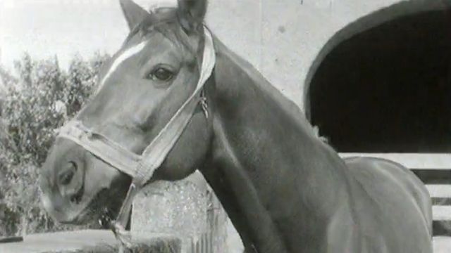 Les chevaux sont nombreux à Genève en 1964. [RTS]