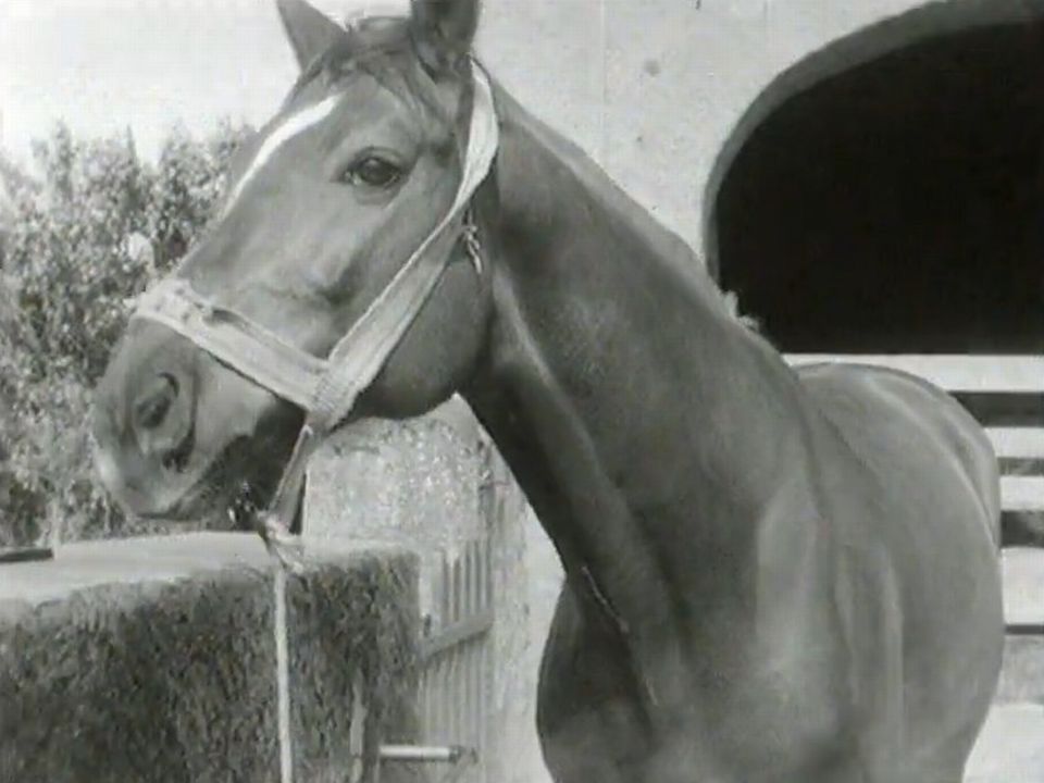 Les chevaux sont nombreux à Genève en 1964. [RTS]