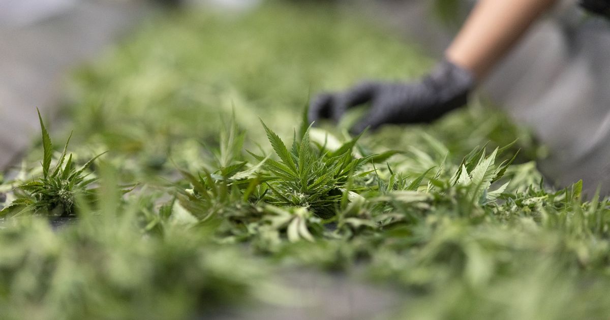 La Suisse autorise les essais pilotes sur le cannabis récréatif