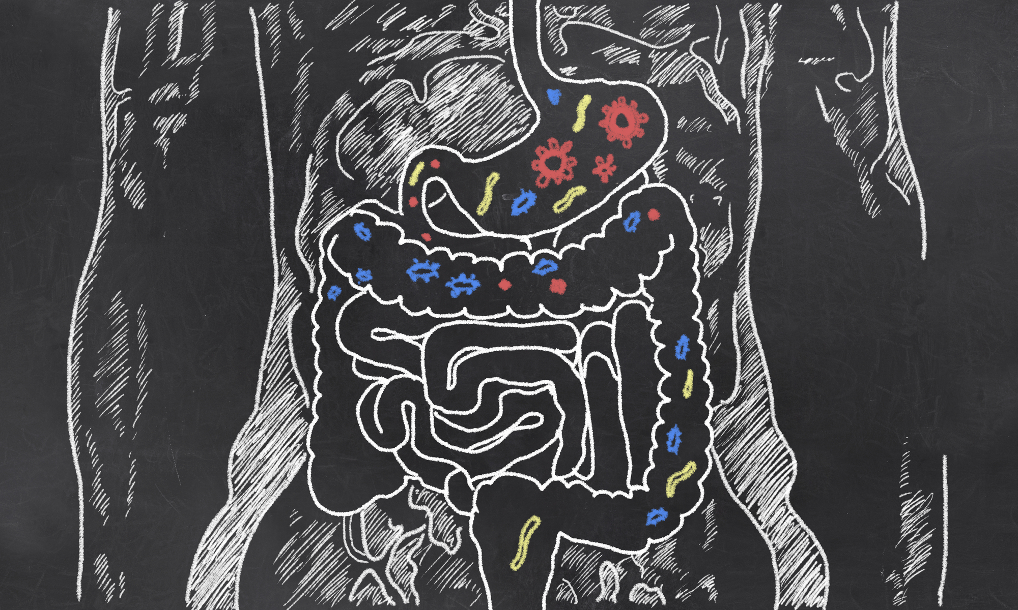 Esquisse intestinale avec bactéries intestinales.