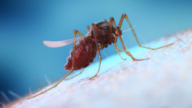 Image d'illustration d'un moustique sur une peau humaine. [Sebastian Kaulitzki / Science photo Library - AFP]
