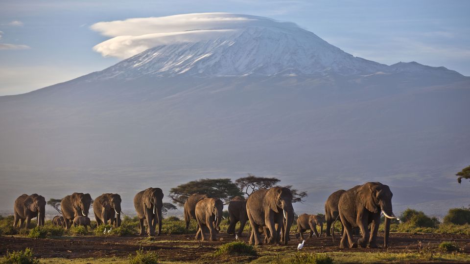Sur le territoire de l'Amboseli, au pied du Kilimanjaro au Kenya, on compte 2000 éléphants. [BEN CURTIS - KEYSTONE]