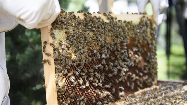 L'hiver 2020-2021 a été fatal à 14,2% des colonies d'abeilles. [Laurent Gillieron - Keystone]