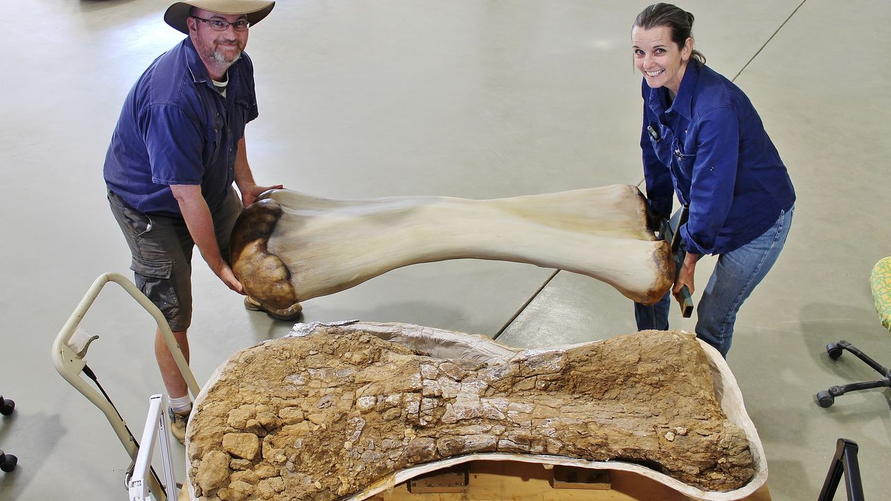 Les restes d'un dinosaure géant retrouvé en Australie appartiennent à une nouvelle espèce. [Eromanga Natural History Museum - Reuters]