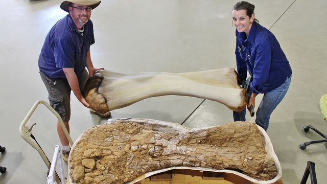 Les restes d'un dinosaure géant retrouvé en Australie appartiennent à une nouvelle espèce. [Eromanga Natural History Museum - Reuters]
