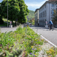 Dans le projet "Quand la nature rencontre la ville", de nombreuses petites bordures de route ont été conçues comme des zones rudérales avec une variété de flore locale, comme ici dans la ville de Baden. [STEFANIE WÜRSCH  - PRIX BINDING ]