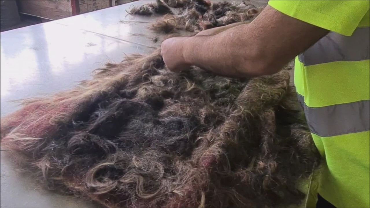 Des cheveux transformés en tapis antipollution