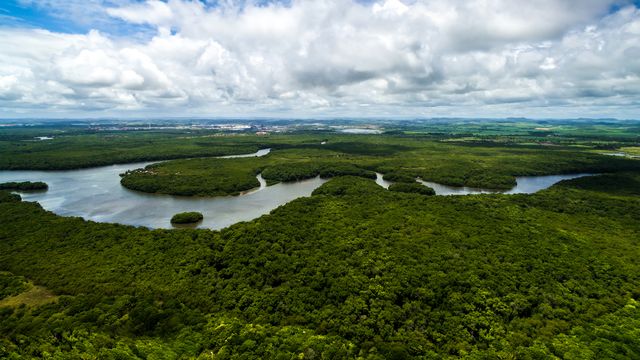 La forêt amazonienne n'est plus le "poumon" de la Terre.
gustavofrazao
Depositphotos [gustavofrazao - Depositphotos]