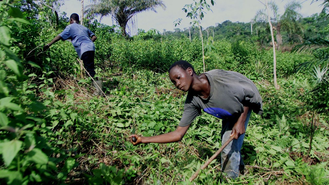 De nombreux enfants travaillent dans les plantations de cacao, notamment en Côte d'Ivoire. [Christine Nesbitt - Keystone/AP]
