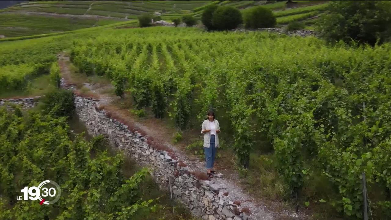 Des dizaines de viticulteurs romands s'opposent aux contrôles menés dans les caves par l'administration fédérale [RTS]