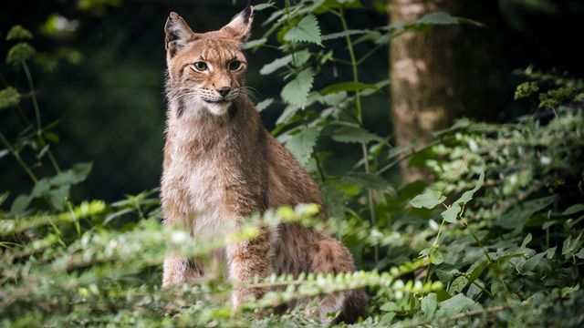 Le braconnage serait responsable de la faible densité de lynx en Valais. [Jean-Christophe Bott - Keystone]