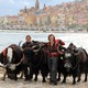 Après avoir traversé les Alpes avec leurs trois yaks, Sonja Mathis et Rosula Blanc ont rallié Menton à l’automne 2011. [Rosula Blanc]