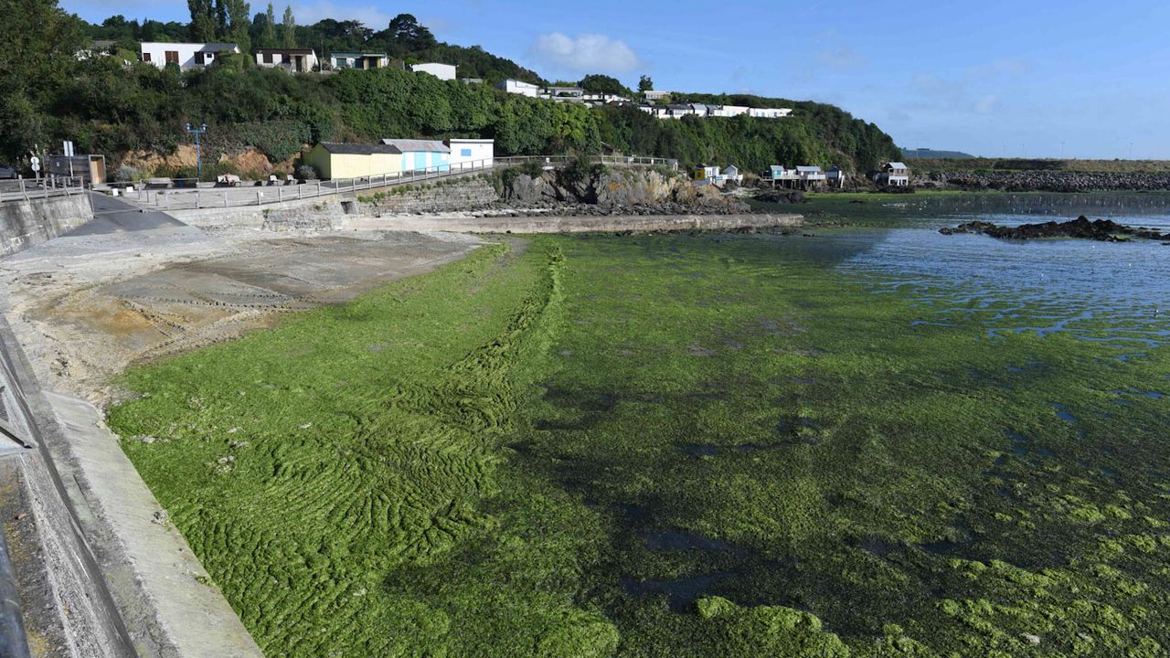 Rapport accablant sur la lutte contre les algues vertes en Bretagne -   - Monde