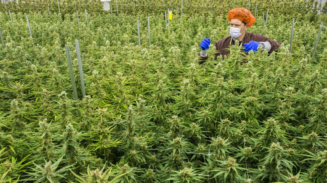 Un employé d'une entreprise productrice de cannabis médical en 2018 à Markham au Canada. [Warren Toda - AFP]