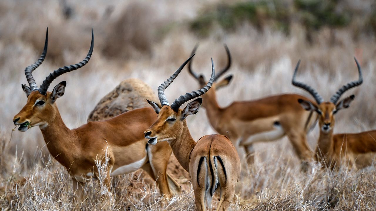 Des impalas dans le Lewa Wildlife Conservancy qui font partie des animaux recensés par le Kenya Wildlife Service, le 17 juillet 2021. [Tony Karumba - AFP]