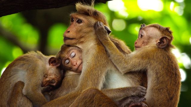 Des macaques à toque. [RTS / BBC Studios]