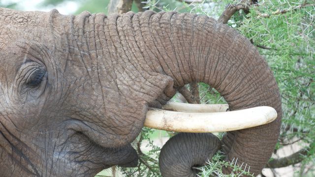 Les éléphants utilisent une vingtaine de mouvements pour faire bouger leur trompe. [UNIGE]
