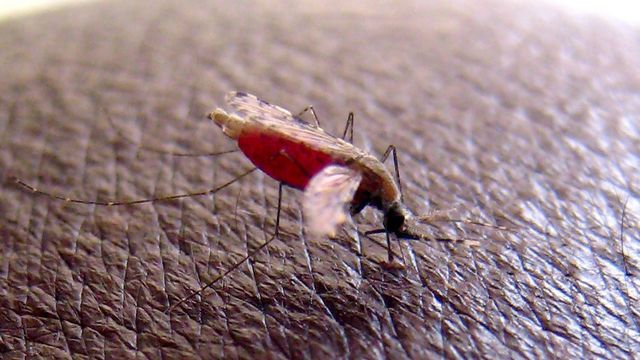 Le seul vaccin existant contre le paludisme agit contre un parasite (Plasmodium falciparum), transmis par les moustiques. [EPA/STEPHEN MORRISON - Keystone]