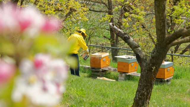 La grande majorité des abeilles domestiques de Suisse est originaire de Slovénie.
marinagreen
Depositphotos [marinagreen - Depositphotos]