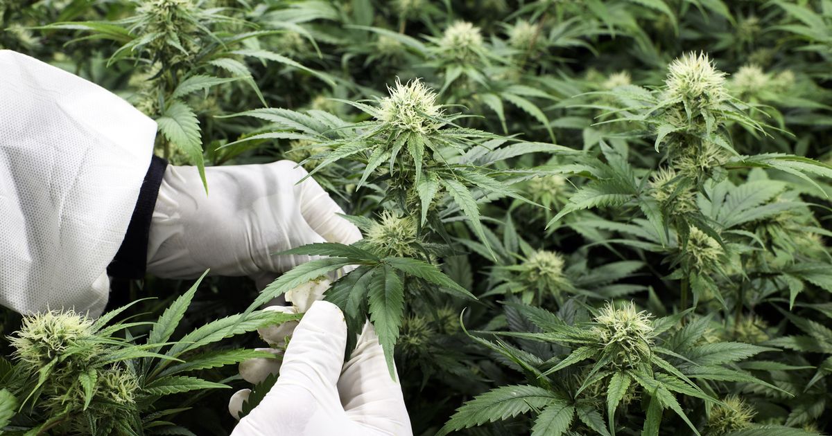 Du cannabis sera vendu sous contrôle dans les pharmacies zurichoises