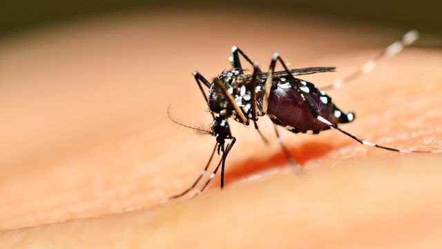 Aedes aegypti est le moustique vecteur principal de la dengue.
mrfiza
Depositphotos [mrfiza - Depositphotos]