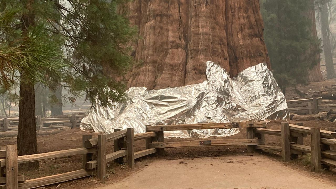 Le séquoia "Général Sherman" est emballé dans des feuilles d'aluminium, posées par les pompiers californiens. [National Park Service - AFP]