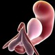 Représentation tridimensionnelle du clitoris avec son système de tissu érectile associé, la vessie urinaire et l'utérus. [Helen O'Connell  - Wikimedia]