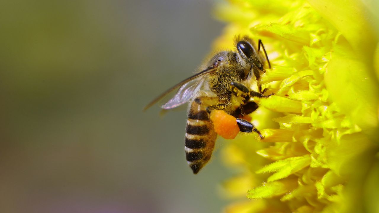 Une initiative citoyenne européenne pour les abeilles obtient le million de signatures. [GURINDER OSAN - KEYSTONE]