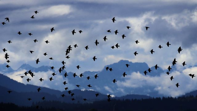 Des millions d'oiseaux migrent actuellement au-dessus de l'Europe et de la Suisse. [Karl-Josef Hildenbrand - Keystone]