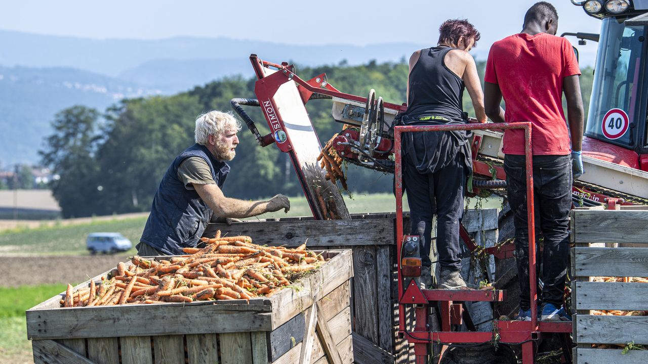 Des paysans récoltent des carottes, le 22 juillet 2021 dans le canton de Berne. [Marcel Bieri - Keystone]
