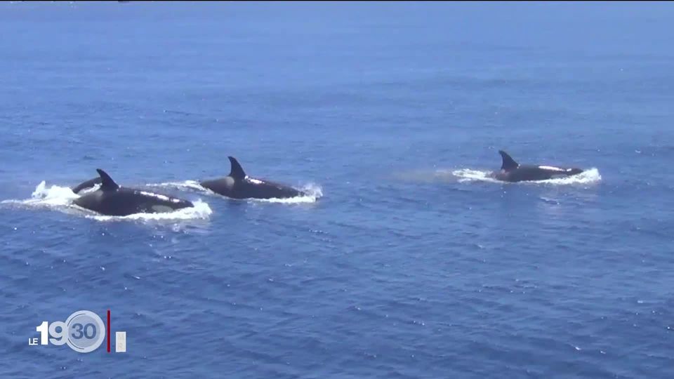 Killer whales in the Strait of Gibraltar attack boats and fishermen's boats [RTS]