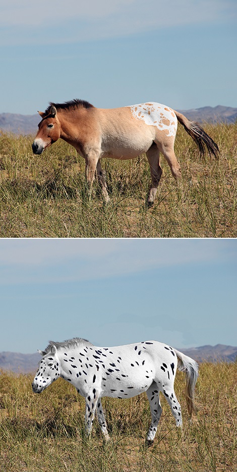 Reconstitution de chevaux de Botai basée sur l'étude génétique. Certains des chevaux se sont révélés porteurs de variants génétiques causant des robes aux motifs blancs ou léopard. [Ludovic Orlando, retravaillée par Sean Goddard et Alan Outram]