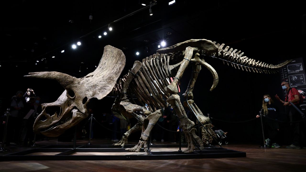 "Big John", le plus grand tricératops connu, adjugé 6,6 millions d'euros à Paris. [Sarah Meyssonnier - Reuters]