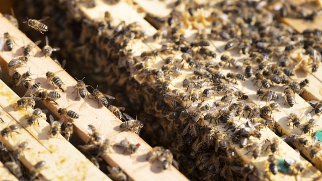 Des abeilles dans une ruche à Zurich. [Gaetan Bally - Keystone]