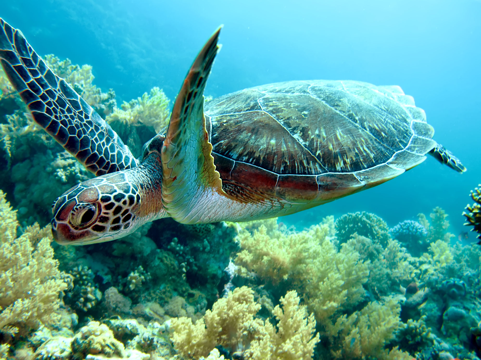 Скорость морской черепахи. Зеленая морская черепаха. Зеленая морская Черепашата. Морская черепаха бисса. Зелёная черепаха Chelonia mydas.