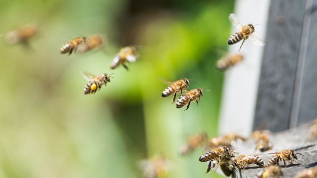 Que faire pour préserver les abeilles et pollinisateurs? [klagyivik - Depositphotos]