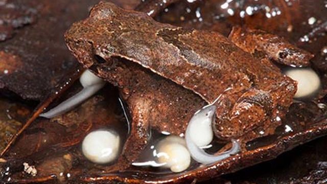 Découverte d'une nouvelle grenouille, minuscule et très rare, en Australie. [environment.nsw.gov.au]