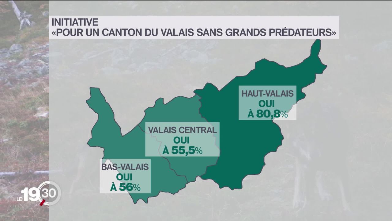 Le Valais a accepté à 62,7% l'initiative "pour un canton sans grands prédateurs", les partisans espèrent donner un signal fort à la Confédération. [RTS]