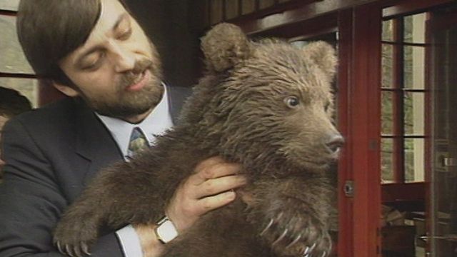 Un des oursons nés en 1993 à la fosse aux ours de Berne [RTS]