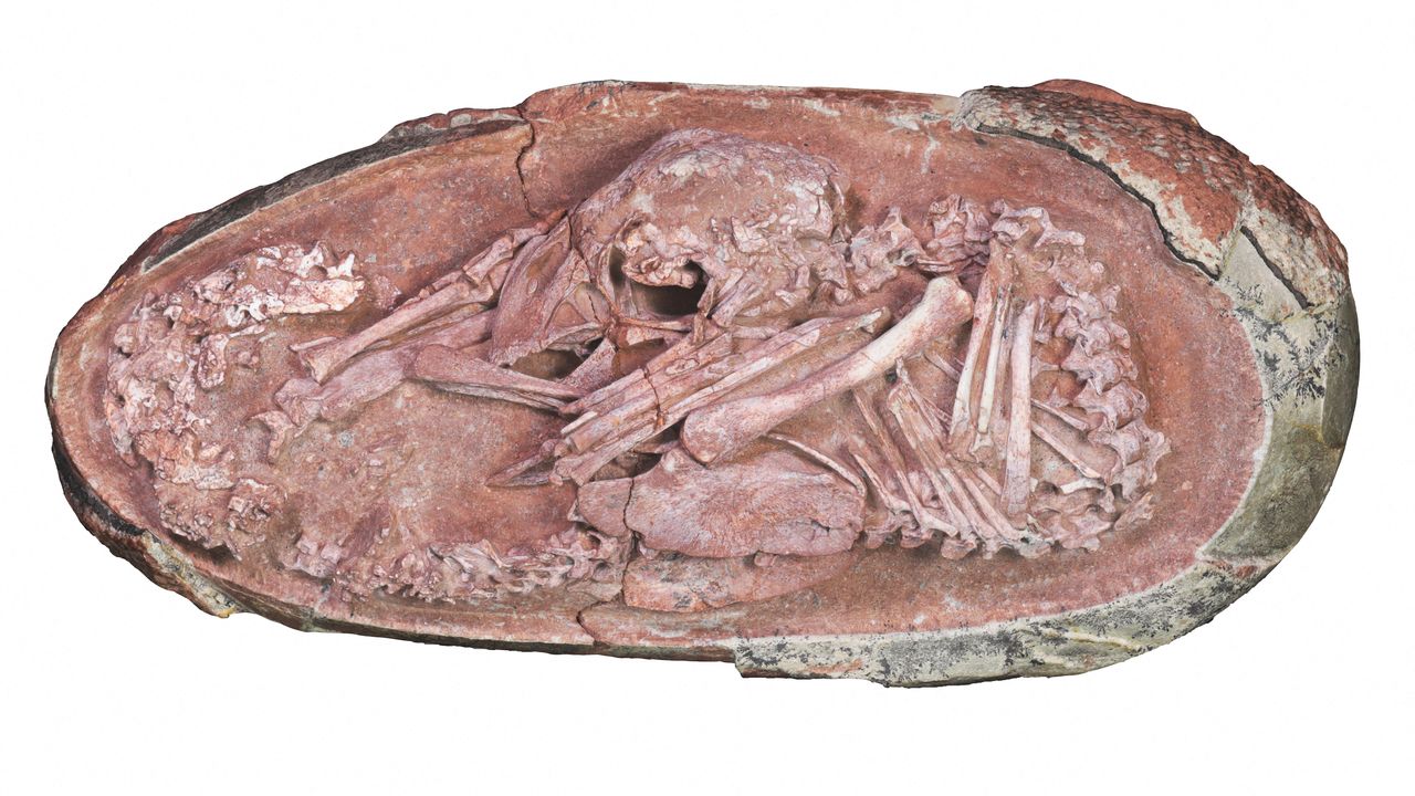 Ce spécimen faisait partie d'un groupe de plusieurs fossiles d'oeufs, laissés de côté et oubliés durant des années. Les chercheurs ont gratté une partie de la coquille pour découvrir Baby Yingliang. [University of Birmingham - AFP]