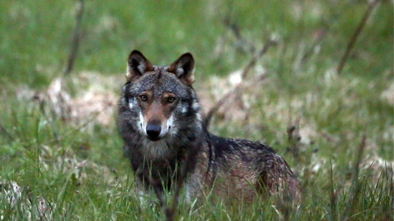 Le Valais a recensé 22 loups différents en 2021 [Marco Schmidt - keystone]