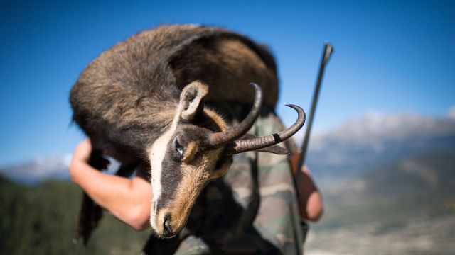 La chasse au chamois, espèce protégée, fait polémique dans le Jura. [Olivier Maire - KEYSTONE]