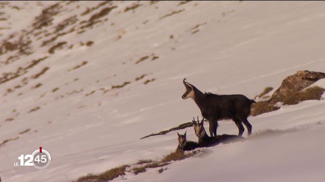 La chasse au chamois fait polémique dans le canton du Jura [RTS]