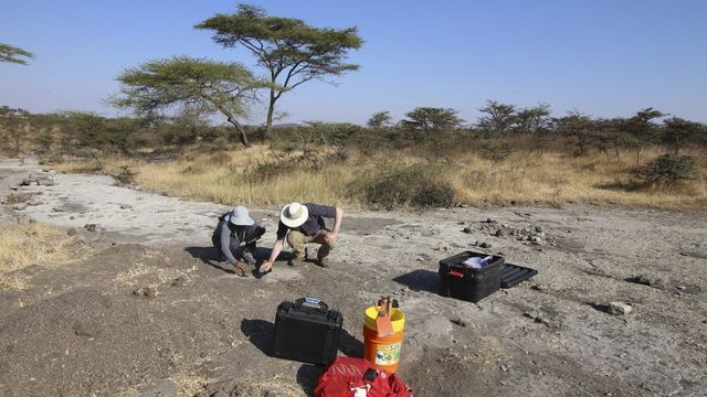 Des paléontologues travaillent sur un site en Tanzanie. [Shirley Rubin - AP]